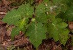 Solanum aculeatissimum