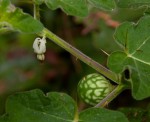 Solanum aculeatissimum