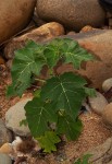 Solanum aculeatissimum