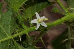 Solanum aculeatissimum