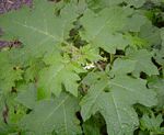 Solanum aculeatissimum