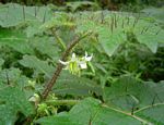 Solanum aculeatissimum