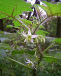 Solanum aculeatissimum