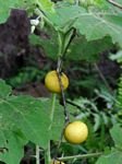 Solanum aculeatissimum