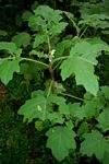 Solanum aculeatissimum