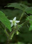 Solanum aculeatissimum