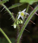 Solanum aculeatissimum