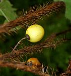 Solanum aculeatissimum