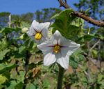 Solanum campylacanthum 'incanum type'