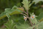 Solanum campylacanthum 'incanum type'