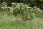 Solanum campylacanthum 'incanum type'