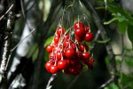 Solanum seaforthianum