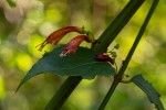 Halleria lucida