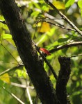 Halleria lucida