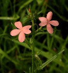 Striga forbesii