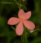 Striga forbesii