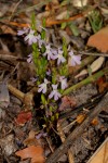 Striga gesnerioides