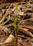 Striga gesnerioides