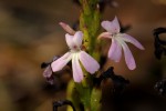 Striga gesnerioides