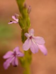 Striga gesnerioides