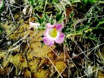 Harpagophytum procumbens subsp. transvaalense