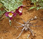 Harpagophytum procumbens subsp. transvaalense