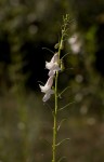 Sesamum calycinum subsp. baumii