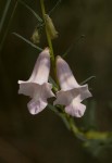 Sesamum calycinum subsp. baumii