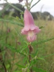 Sesamum calycinum subsp. baumii