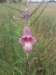 Sesamum calycinum subsp. baumii