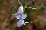 Sesamum calycinum subsp. baumii