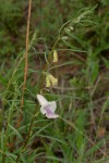 Sesamum calycinum subsp. baumii