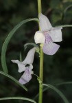 Sesamum calycinum subsp. baumii