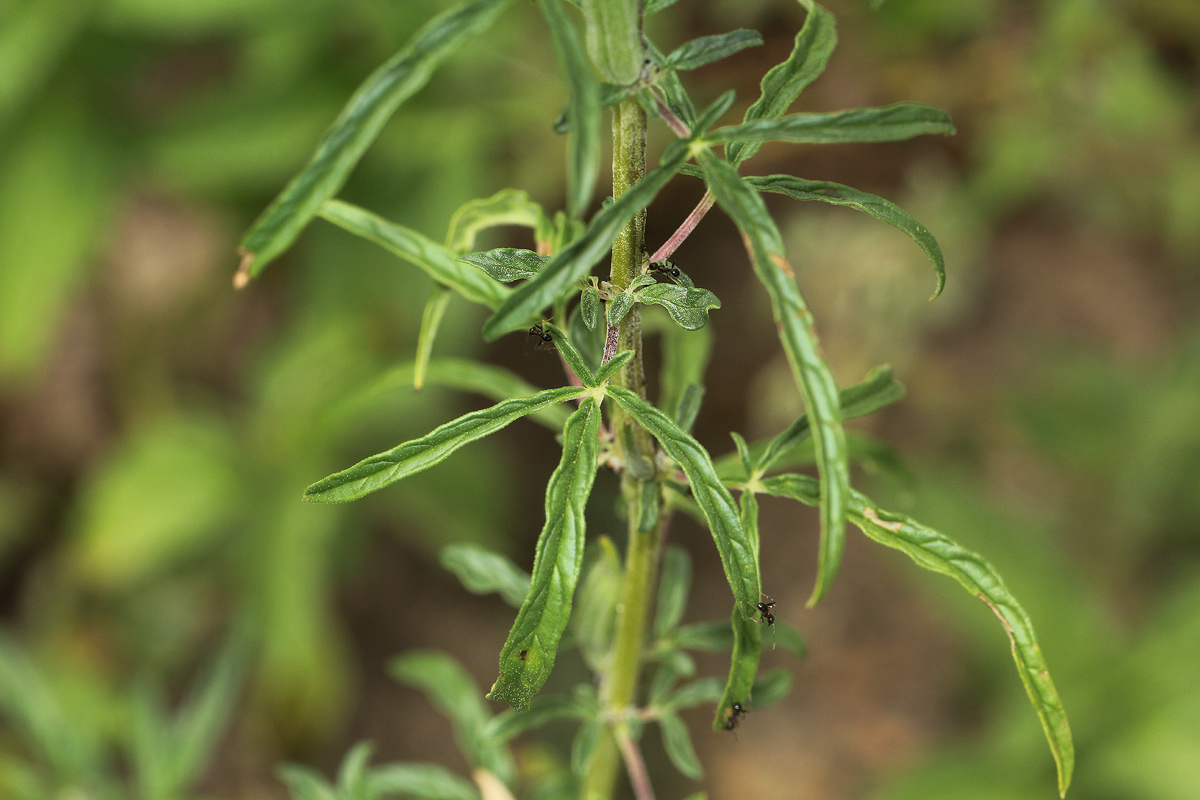 Sesamum triphyllum Sesamum triphyllum