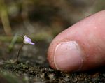 Utricularia arenaria