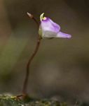 Utricularia arenaria