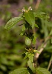 Duosperma crenatum