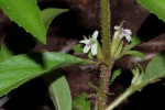 Duosperma crenatum