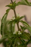 Duosperma crenatum