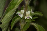 Duosperma crenatum