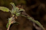 Duosperma crenatum