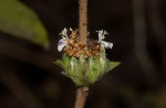 Duosperma crenatum