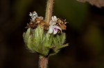 Duosperma crenatum