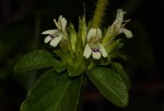 Duosperma crenatum