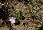 Barleria macrostegia