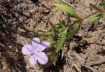 Barleria macrostegia