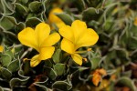 Barleria randii