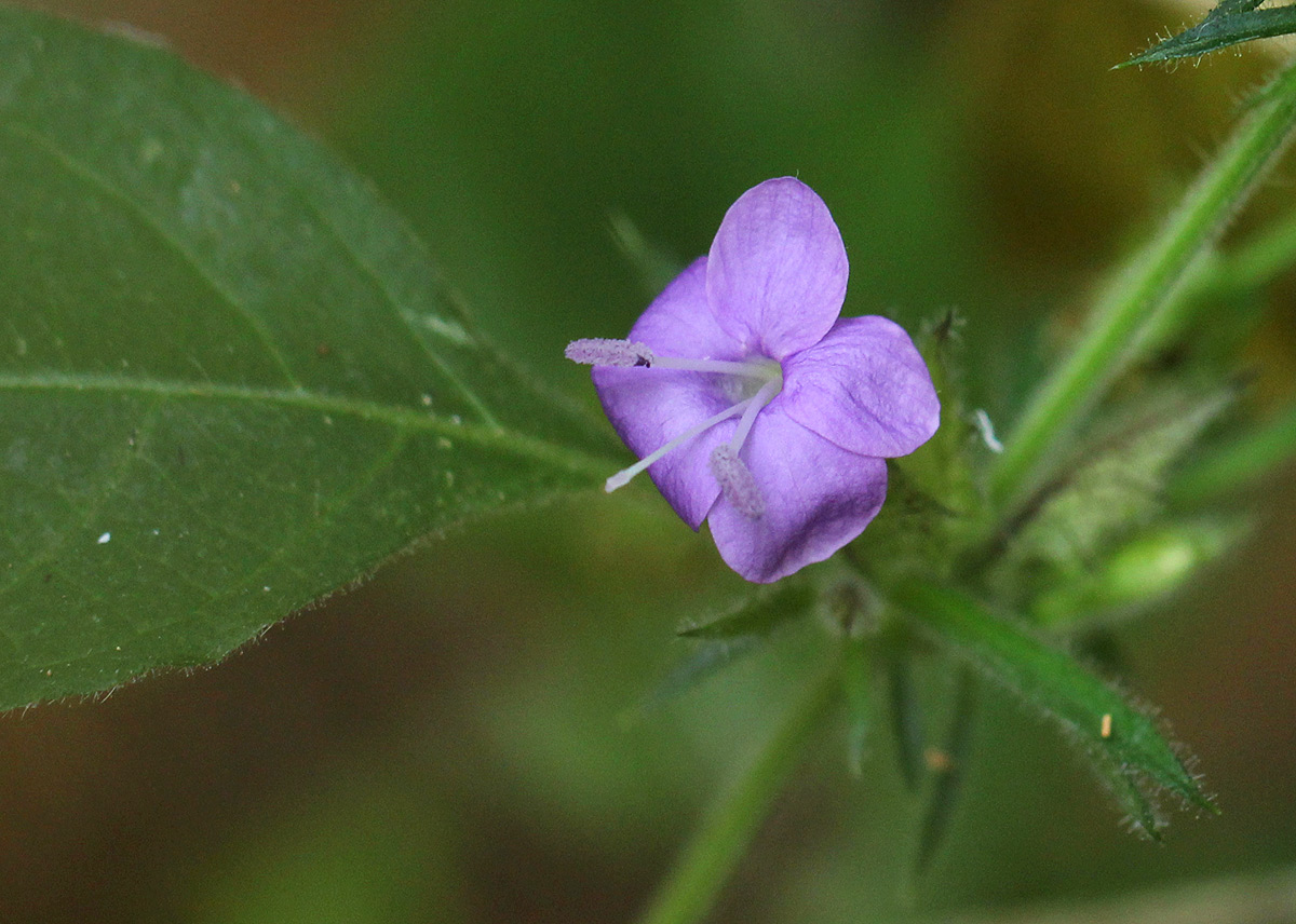 Barleria spinulosa subsp. spinulosa