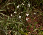 Rhinacanthus zambesiacus