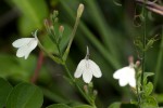 Rhinacanthus zambesiacus